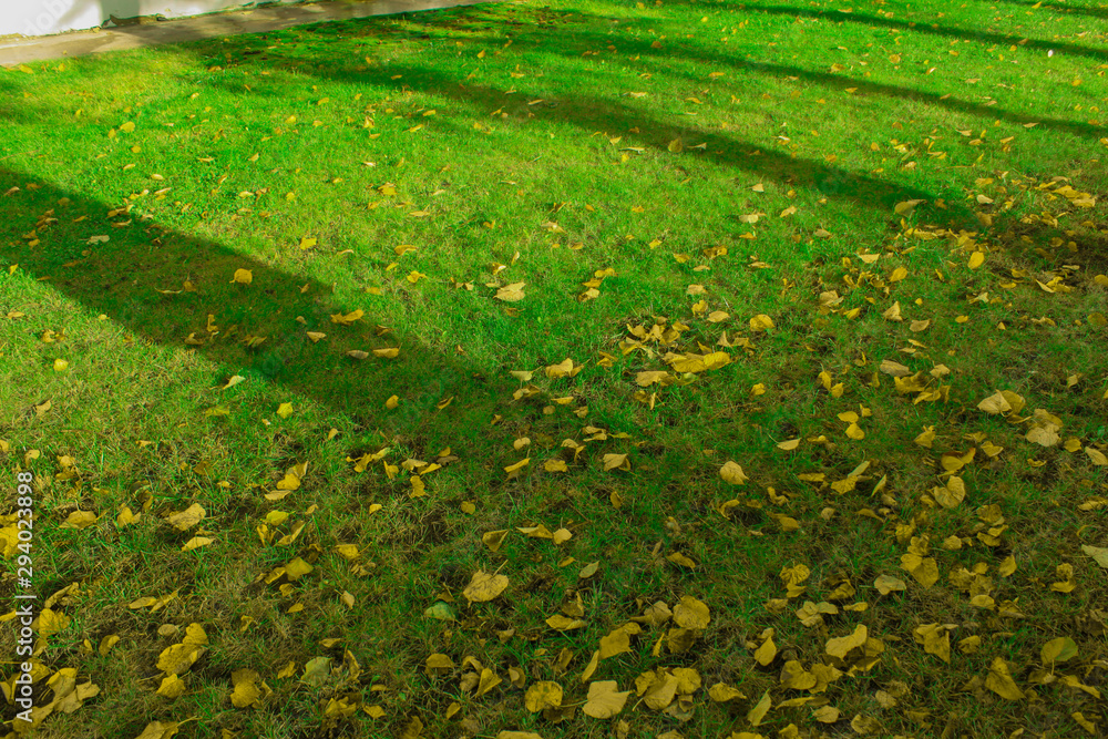 green gross and orange leaves green gross and orange leaves