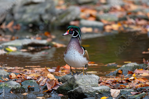 A Wood Duck standing on a rock in a stream.