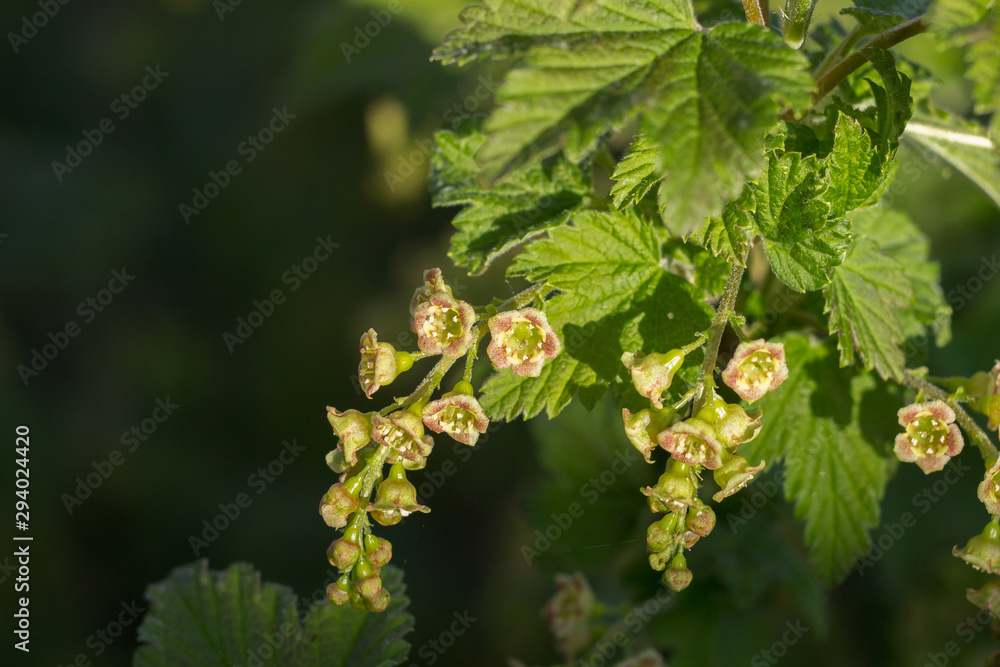 Currant bloom in early spring. Currant bloom in early spring.