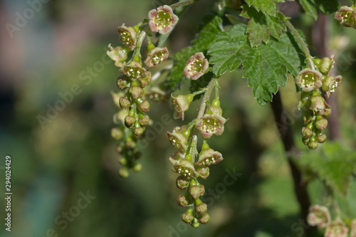 Currant bloom in early spring.