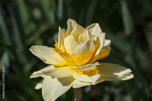 Photo of terry yellow flower narcissus close-up. Macro shooting.