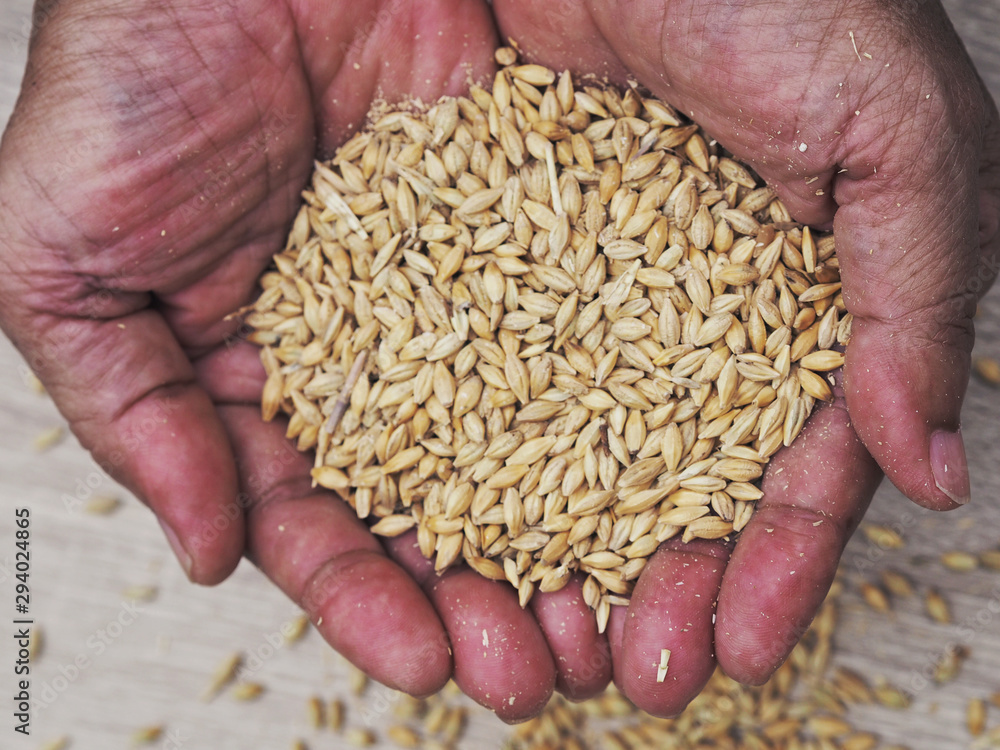 rice in hands Grain barley feed ingredient on farmer hand rice in hands Grain barley feed ingredient on farmer hand