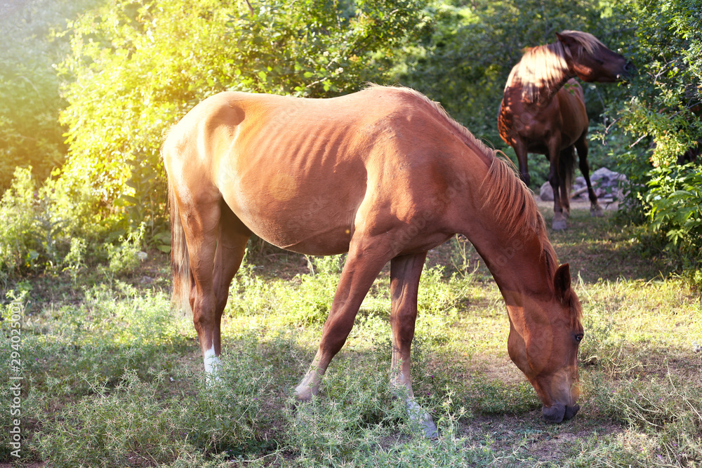 Fototapeta premium Wild horses in the forest in atmospheric light