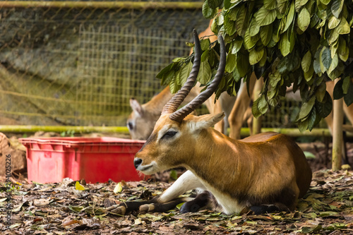 closeup view of deer in zoo malacca, malaysia photo