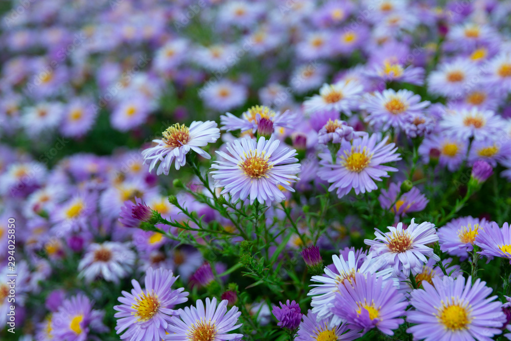 blooming blue autumn perennial aster in the garden close-up blooming blue autumn perennial aster in the garden close-up