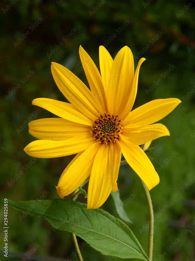 yellow flowers of Heliopsis scabra plant close up yellow flowers of Heliopsis scabra plant close up