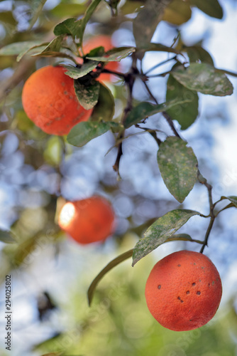 Rangpur lime fruit on the tree closeup photo