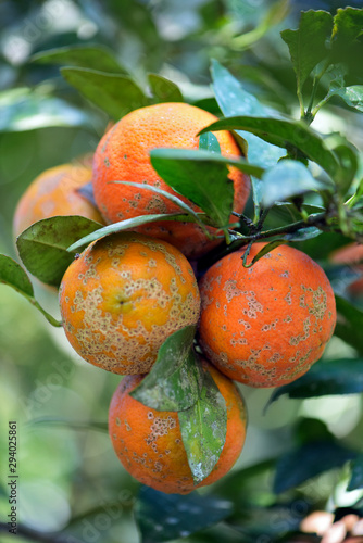 Rangpur lime fruit on the tree closeup photo