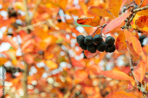 berries of chokeberry on background of autumn colored leaves.
