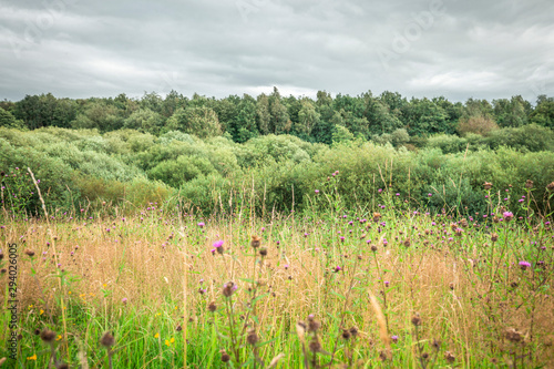 Summer Thistle Meadow and Woodland Background photo