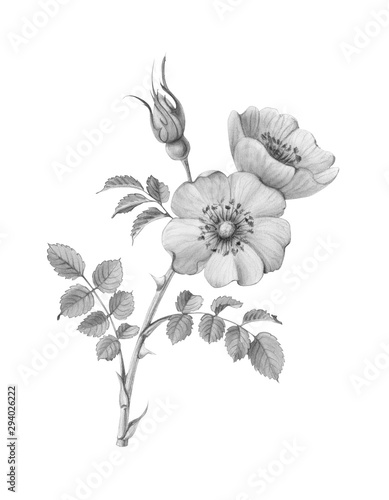 Briar Rose Hand-drawn Pencil Illustration Isolated on White