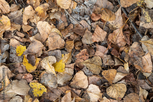 Dry Autumn Leaves on The Ground