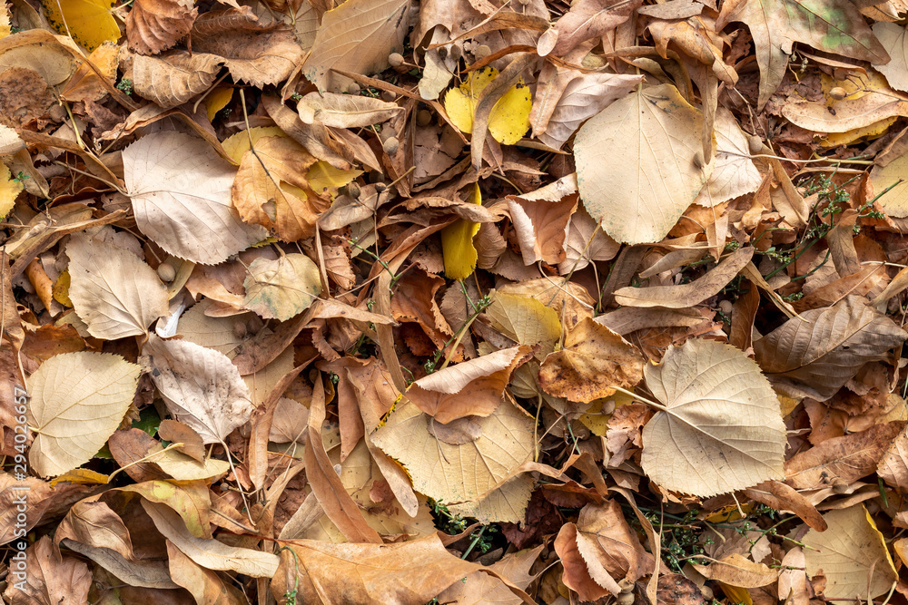 Dry Autumn Leaves on The Ground Dry Autumn Leaves on The Ground