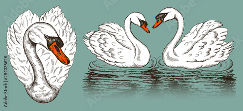 Vector illustration of sketch hand drawn set of sketch white swans isolated on blue background. Heart shape swan, vintage line art wild bird, reflection on water., animal