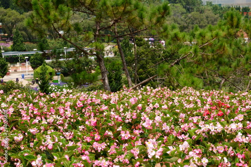 Fototapeta Naklejka Na Ścianę i Meble -  Dalat, Vietnam - May 2019. Field of pink flowers in Flower Park