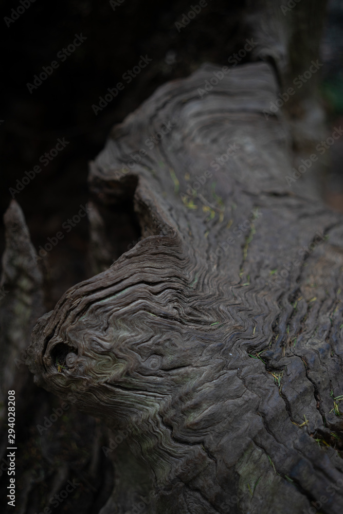 Tree texture Tree texture