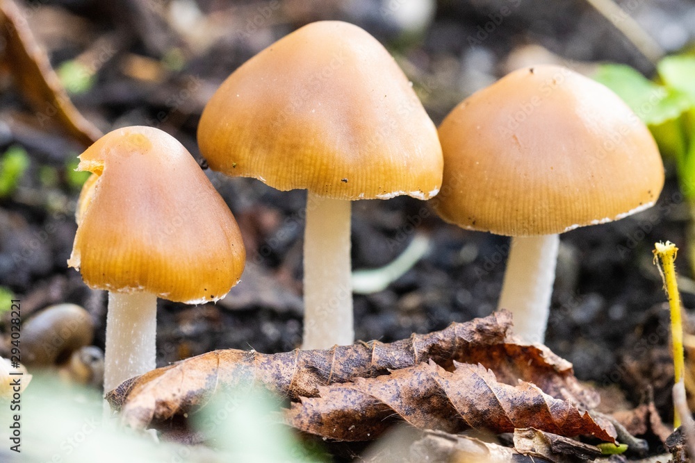 Close up of three small brown mushrooms in forest Close up of three small brown mushrooms in forest