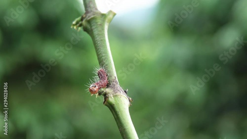 Red Zeuzera coffeae or moths stem borer destroy tree, it is dangerous insect pests with plant disease of vegetables and. Agriculture photo