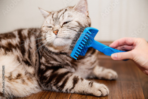 Fototapeta Naklejka Na Ścianę i Meble -  black-and-white Scottish cat combs comb on the floor