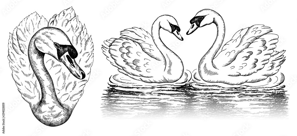 Vector illustration of sketch hand drawn set of sketch swans isolated on white background. Heart shape swan, vintage line art wild bird, reflection on water, engraving animal