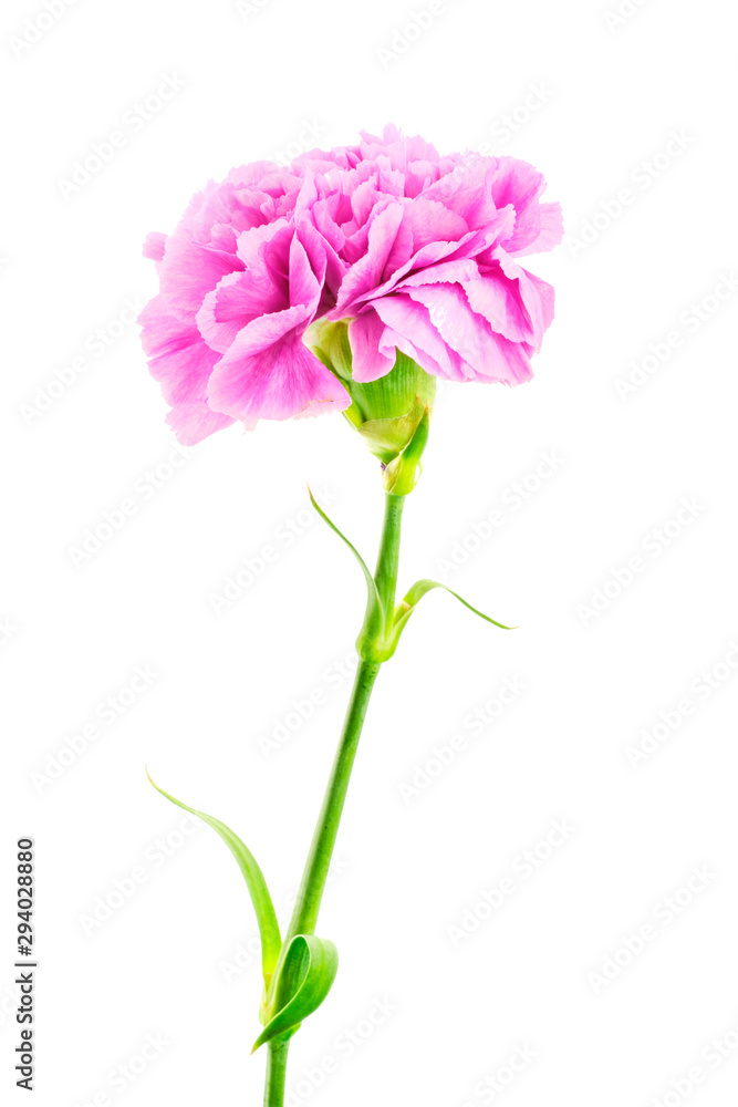 Purple carnation on white background