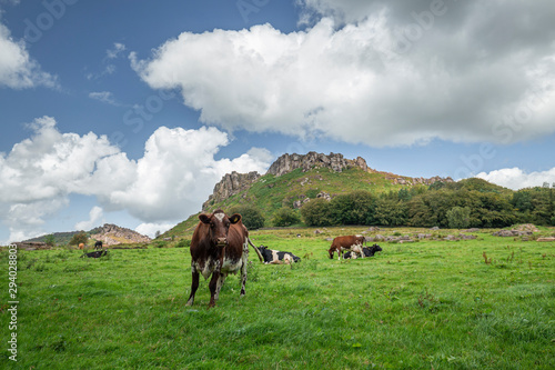 Grazing Cattles on Green Pastures in Peak District, UK