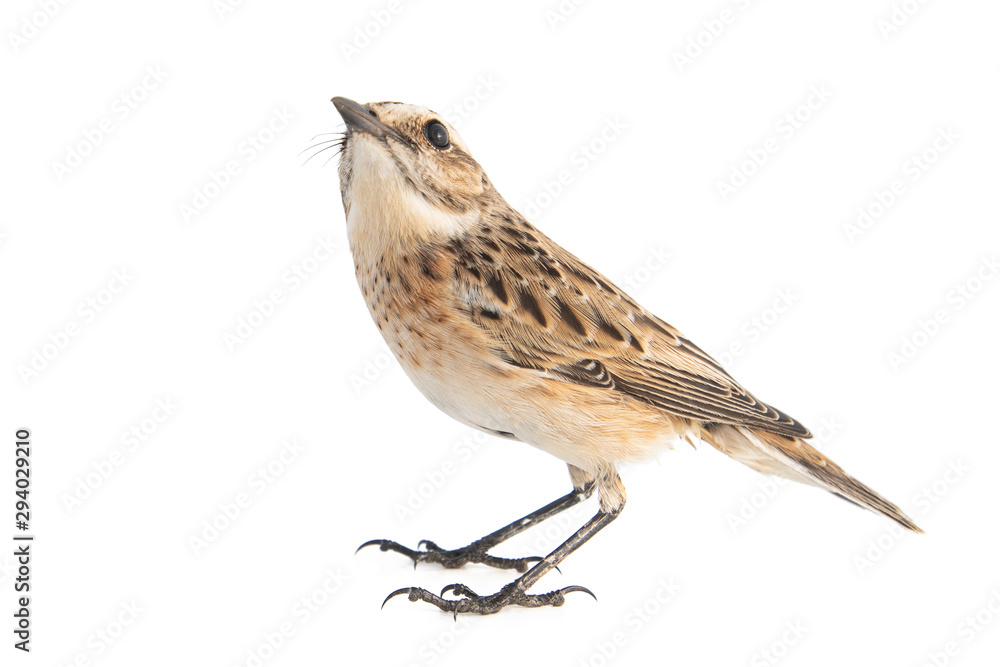 Whinchat, Saxicola rubetra, isolated on white background. Whinchat, Saxicola rubetra, isolated on white background.