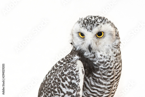 Portrait of the Snowy Owl, Bubo scandiacus. Close Up photo