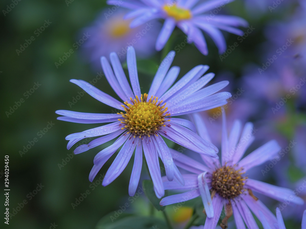 Lavender coloured asters flowering in a garden Lavender coloured asters flowering in a garden