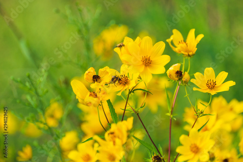 prairie field meadow of yellow daisy sunflower flowers 