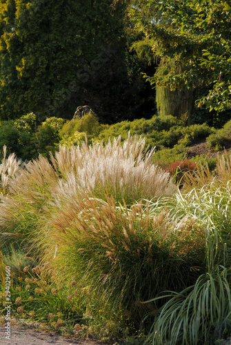 dry ornamental grass in a garden