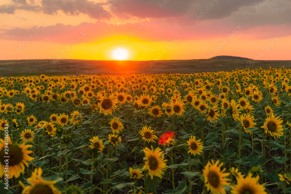 Obraz premium Sunflower field at sunset in summer