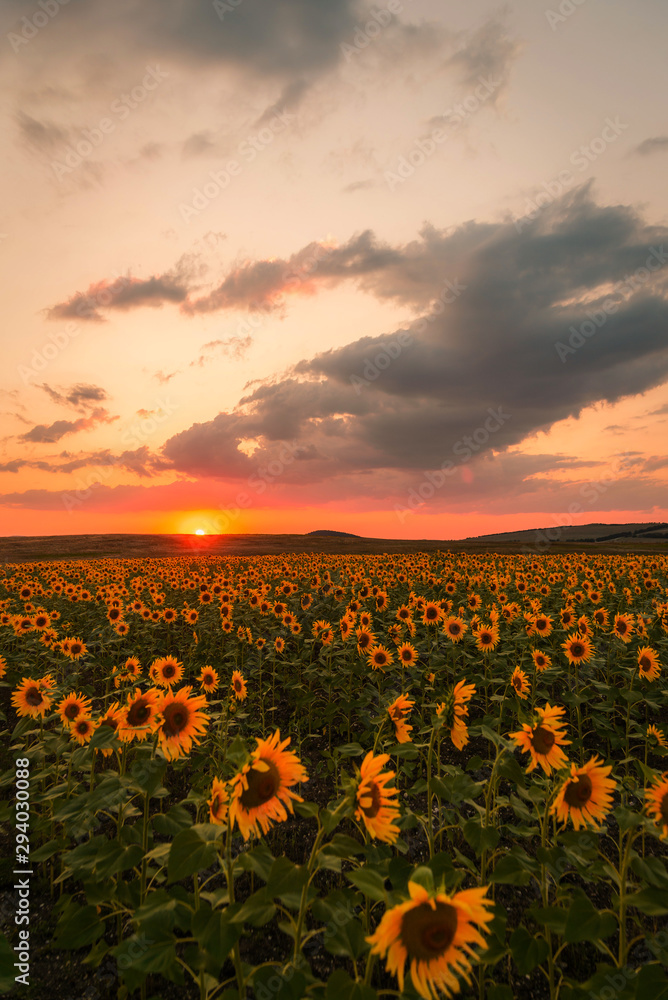 Fototapeta premium Sunflower field at sunset in summer