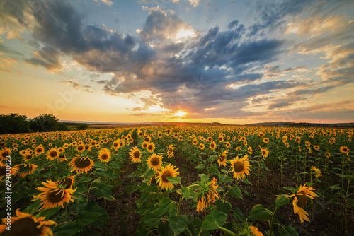 Sunflower field at sunset in summer