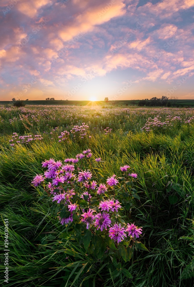 Obraz premium field of purple wild flowers at sunset in minnesota