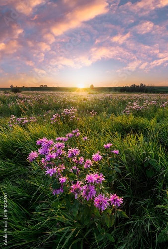 field of purple wild flowers at sunset in minnesota
