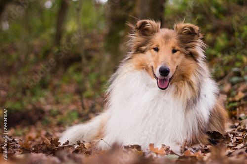 Gold rough collie lying at autumn forest  calm and relaxed