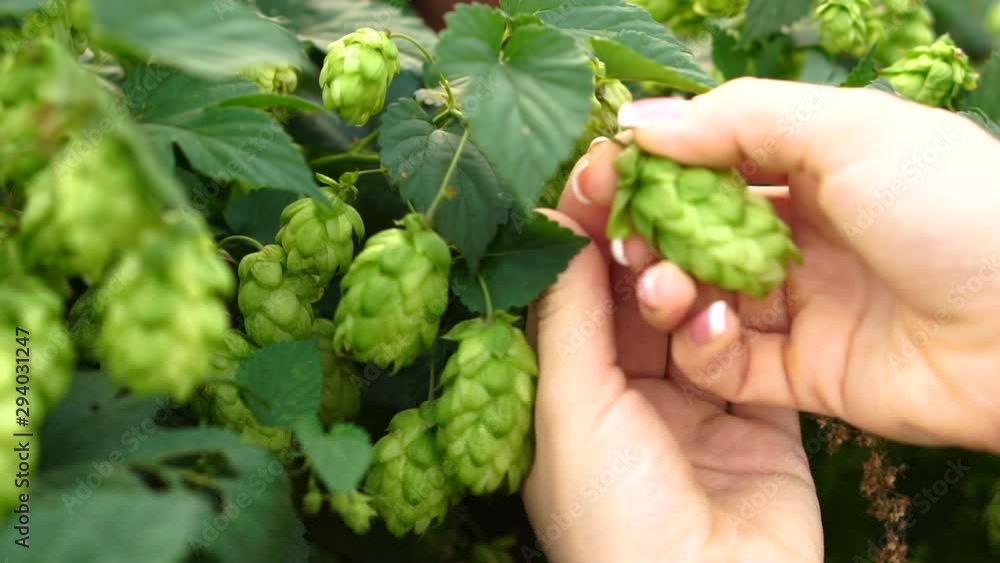 Collection of growing hop cones, slow motion shooting. Female hands pick hops, close-up