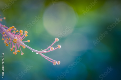 Beautiful flower blossoming hibiscus in macro closeup on blurred nature scenery. Wallpaper, background, desktop, cover.