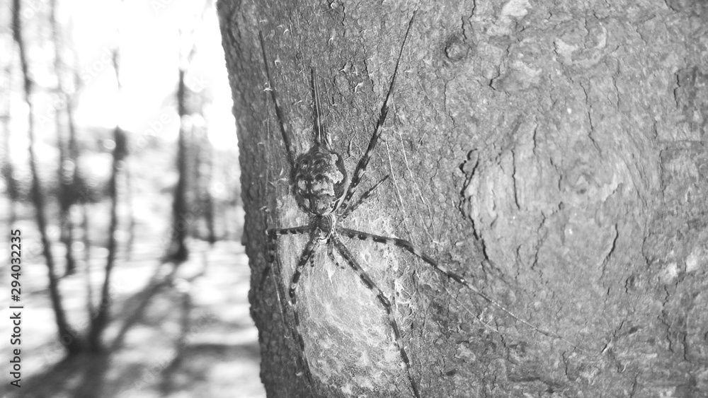 Fototapeta premium bark of a tree