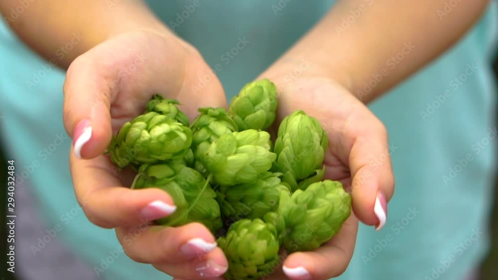 Green hop cones in female hands, closeup. Slow Motion Green hop cones in female hands, closeup. Slow Motion
