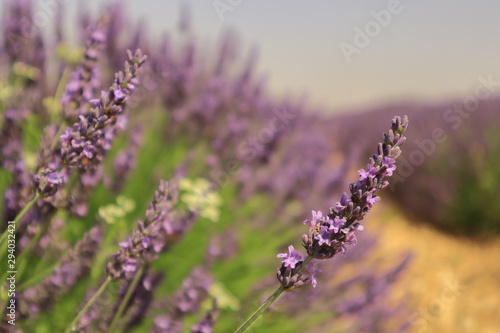 Primer plano de la flor de la lavanda