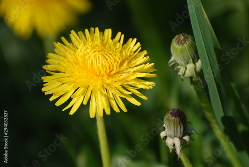 Löwenzahnblüte Detail