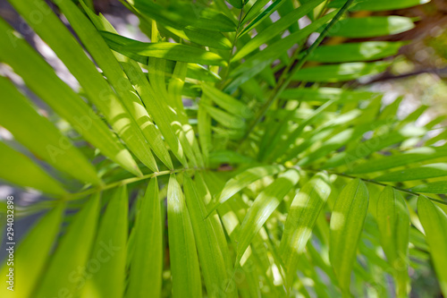 Beautiful palm leaves of tree in sunlight