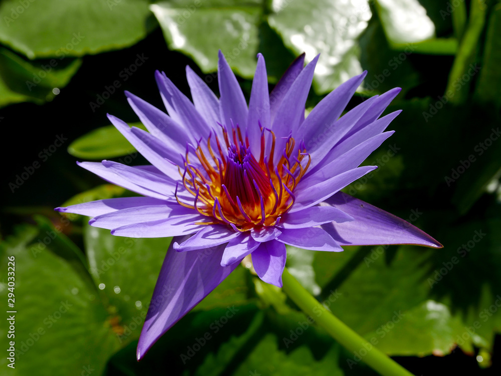 bellissimo fiore di loto violetto brillante al sole tra la sua vegetazione bellissimo fiore di loto violetto brillante al sole tra la sua vegetazione