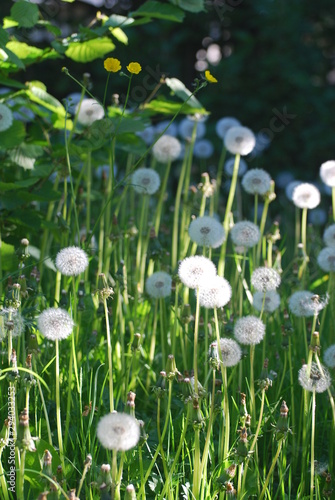 Pusteblumenwiese