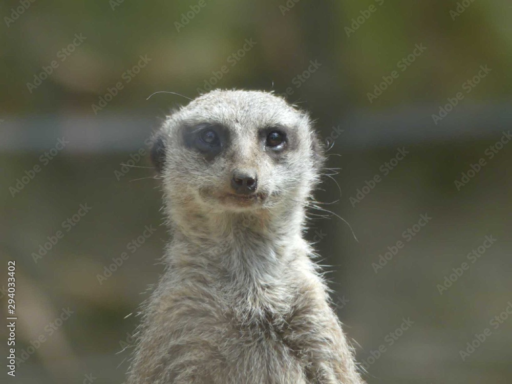meerkat on guard meerkat on guard
