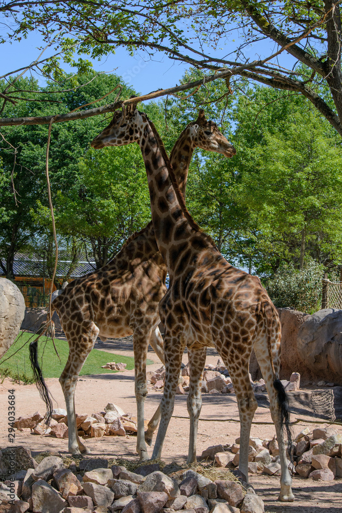 Obraz premium Coppia di giraffe all'ombra di un albero