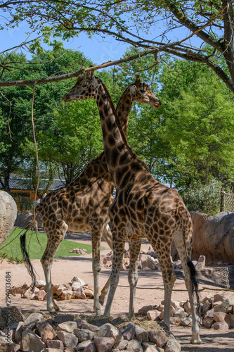 Coppia di giraffe all ombra di un albero