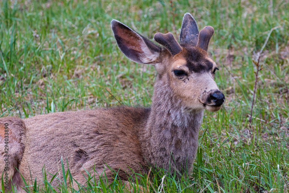 Springtime Buck Mule Deer Springtime Buck Mule Deer